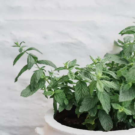 Falakis Appartement Kithnos